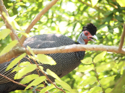 [This black bird with white dots all over its feathers is in a tree looking down at the camera. Its head is grey and red with a black crown of feathers sticking from it. Its light-colored bill is open.]